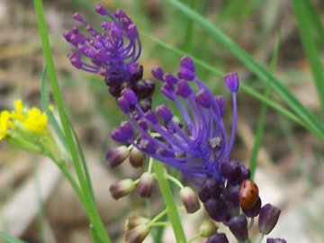 fiore azzurro sull''Etna - Muscari comosum